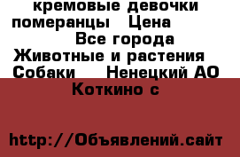 кремовые девочки померанцы › Цена ­ 30 000 - Все города Животные и растения » Собаки   . Ненецкий АО,Коткино с.